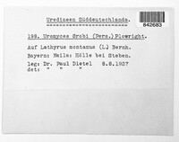 Uromyces viciae-fabae image